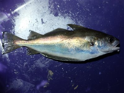 Skægtorsk (Trisopterus luscus) skægtorskfiskeri, torskefisk, 