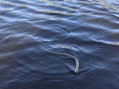 Nej tak! Pausefiskeren har ikke brug for at få skiftet slange i High Rideren! En svømmende hugorm ude på fjorden ... så har man set det med!