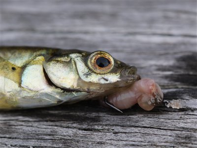 Nipigget hundestejle (Pungitius pungitius) Fanget ved medefiskeri. 
Denne nipigget hundestejle blev genudsat. Nordsjælland, (sted ikke oplyst) (Havn / mole) hundestejlefiskeri, pigger, hårdfør