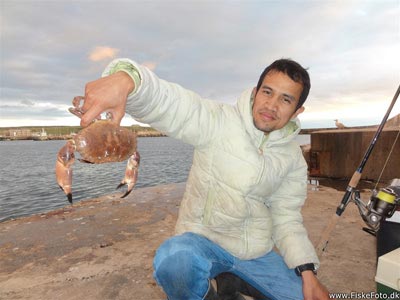 Nogle andre lystfiskere fangede taskekrabber i tejner i havnen i Hanstholm.