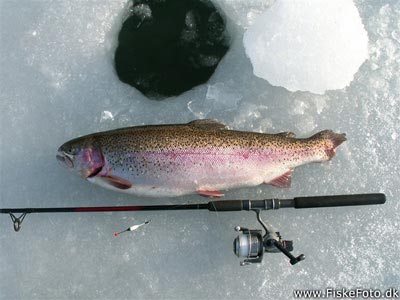 Regnbue på 75 cm / 5 kilo fanget ved isfiskeri.