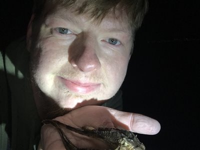 Panserulk (Agonus cataphractus) Fanget ved medefiskeri.  Østjylland, (sted ikke oplyst) (Kyst) panserulkefiskeri, bundfisk