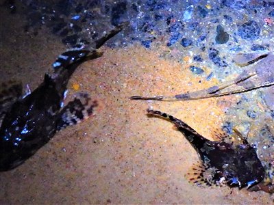 Panserulk (Agonus cataphractus) Fanget ved medefiskeri. Billedet er taget gennem mit tungevindue lige efter udsætningen af min ulkeslam - panserulken ses øverst til højre
Denne panserulk blev genudsat. Østjylland, (sted ikke oplyst) (Kyst) panserulkefiskeri, bundfisk