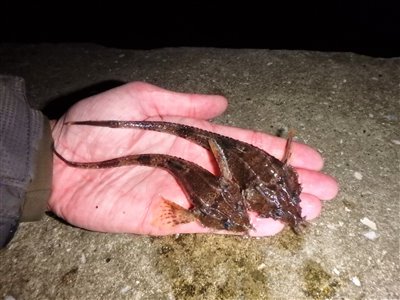 Panserulk (Agonus cataphractus) Fanget ved medefiskeri. 
Denne panserulk blev genudsat. Østjylland, (sted ikke oplyst) (Kyst) panserulkefiskeri, bundfisk