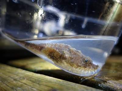 Panserulk (Agonus cataphractus) Fanget ved medefiskeri. 
Denne panserulk blev genudsat. Østjylland, Lillebælt (Kyst) panserulkefiskeri, bundfisk