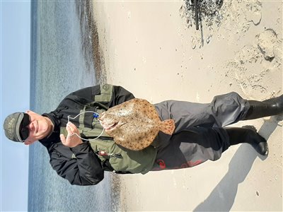 Pighvarre (Scophthalmus maximus) Fanget ved spinnefiskeri. 
Denne pighvarre blev hjemtaget. Vestjylland, stranden syd for Hvide Sande (Kyst) pighvarfiskeri, tobis, sild, levende, trekrog, pighvar