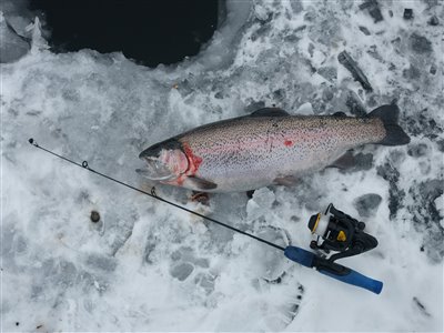 Regnbueørred fanget ved isfiskeri. Jeg se lige så tydeligt ørreden tage ormen under isen.