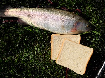 Regnbueørred (Oncorhynchus mykiss) Fanget ved medefiskeri. En regnbueørred på omkring 500 gram fanget på flydende toastbrød. Østjylland, privat sø (Sø / mose) regnbueørredfiskeri, dambrug, put and take, flue, regnorm, powerbait