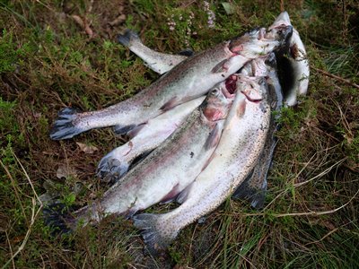 Regnbueørred (Oncorhynchus mykiss) Fanget ved medefiskeri. En stak ørreder! Vestjylland, Kulsøen (Sø / mose) regnbueørredfiskeri, dambrug, put and take, flue, regnorm, powerbait