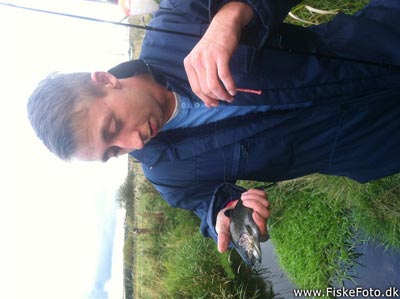 Regnbueørred (Oncorhynchus mykiss) Fanget ved medefiskeri. 
Denne regnbueørred blev genudsat. Nordjylland, Guldbækken (Å / bæk) regnbueørredfiskeri, dambrug, put and take, flue, regnorm, powerbait