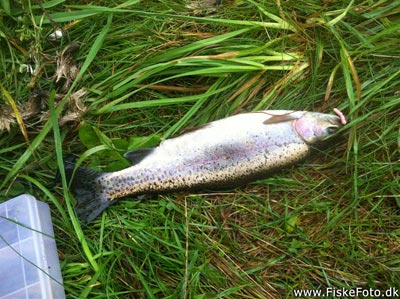 Regnbueørred (Oncorhynchus mykiss) Fanget ved spinnefiskeri. 
Denne regnbueørred blev genudsat. Nordjylland, Guldbækken (Å / bæk) regnbueørredfiskeri, dambrug, put and take, flue, regnorm, powerbait