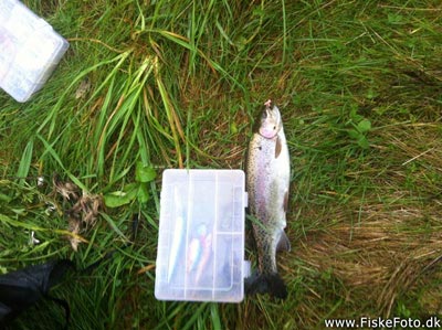 Regnbueørred (Oncorhynchus mykiss) Fanget ved spinnefiskeri. 
Denne regnbueørred blev genudsat. Nordjylland, Guldbækken (Å / bæk) regnbueørredfiskeri, dambrug, put and take, flue, regnorm, powerbait
