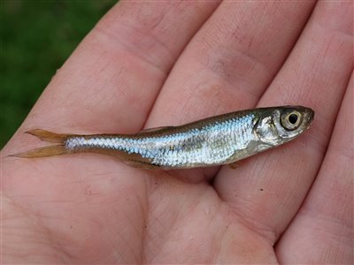 Regnløje (Leucaspius delineatus) Fanget ved medefiskeri.  Vestjylland, Loch Nees Put and Take (Put & Take) regnløjefiskeri, regnorm, lille