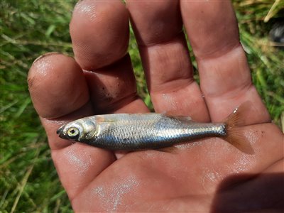 Regnløje (Leucaspius delineatus) Fanget ved medefiskeri. 
Denne regnløje blev genudsat. Østjylland, (sted ikke oplyst) (Sø / mose) regnløjefiskeri, regnorm, lille