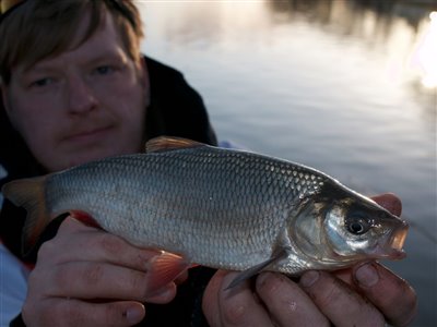 Rimte (Leuciscus idus) Fanget ved medefiskeri.  Vestjylland, (sted ikke oplyst) (Fjord) rimtefiskeri, brød