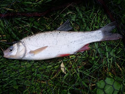 Rimte (Leuciscus idus) Fanget ved medefiskeri.  Østjylland, privat sø (Sø / mose) rimtefiskeri, brød