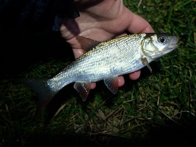 Rimte (Leuciscus idus) Fanget ved medefiskeri.  Østjylland, privat sø (Sø / mose) rimtefiskeri, brød