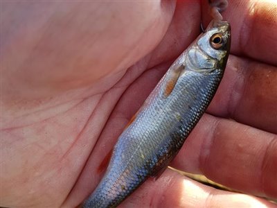 Rimte (Leuciscus idus) Fanget ved medefiskeri. Rimte Vest- og Sydsjælland, Næstved kanal (Å / bæk) rimtefiskeri, brød