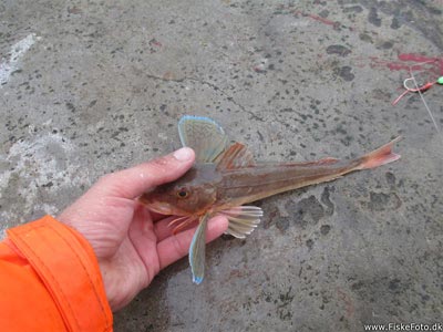 Rød knurhane (Chelidonichthys lucerna) knurhanefiskeri, 