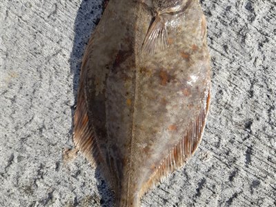 Skrubbe (Platichthys flesus) Fanget ved medefiskeri. 
Denne skrubbe blev hjemtaget. Østjylland, (sted ikke oplyst) (Hav) skrubbefiskeri, fladfisk, børsteorm, sild, sandorm, sandigler, tobis