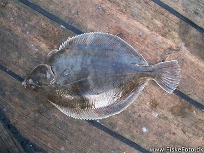 Rødspætte (Pleuronectes platessa) rødspættefiskeri, øresund, børsteorm, fladfisk, djursland, glat, 