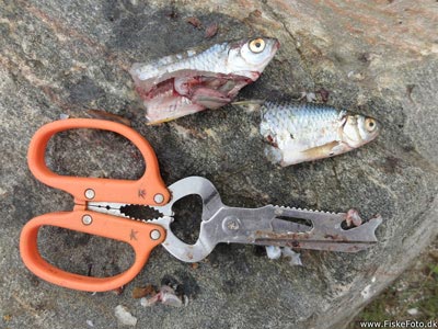Rudskalle (Scardinius erythrophthalmus) Fanget ved medefiskeri. Det var forholdsvist nemt at fange små rudskaller tæt på kanten. Fyn og øerne, Blue Rock (Put & Take) rudskallefiskeri, fredfisk, majs, brød