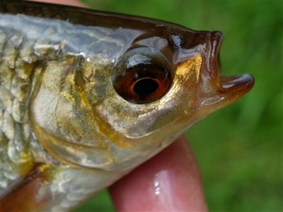 Rudskalle (Scardinius erythrophthalmus) Fanget ved medefiskeri.  Østjylland, Privat mose (Sø / mose) rudskallefiskeri, fredfisk, majs, brød