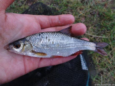 Rudskalle (Scardinius erythrophthalmus) Fanget ved medefiskeri. En rudskalle.
Denne rudskalle blev genudsat. Østjylland, Holmens Camping (Put & Take) rudskallefiskeri, fredfisk, majs, brød