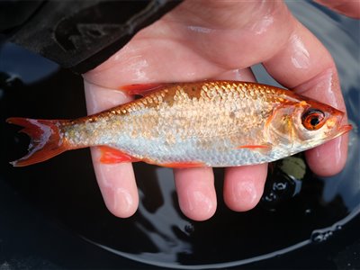 Rudskalle (Scardinius erythrophthalmus) Fanget ved medefiskeri.  Østjylland, (sted ikke oplyst) (Sø / mose) rudskallefiskeri, fredfisk, majs, brød