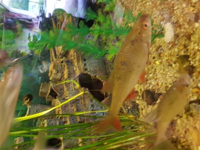 Rudskalle (Scardinius erythrophthalmus) Fanget ved medefiskeri. Fangede hurtig de små skaller
Denne rudskalle blev hjemtaget. Østjylland, (sted ikke oplyst) (Sø / mose) rudskallefiskeri, fredfisk, majs, brød