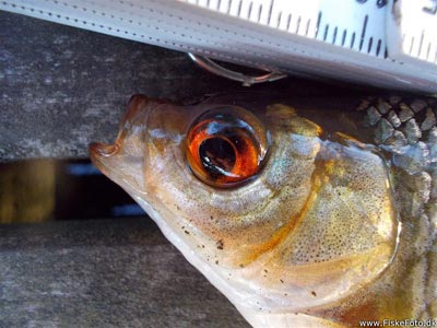 rudskallen- en dejlig fisk