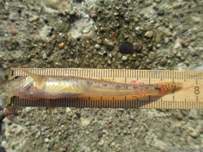 Sandkutling (Pomatoschistus minutus) Fanget ved medefiskeri. 
Denne sandkutling blev genudsat. Østjylland, Snaptun Havn (Havn / mole) sandkutlingefiskeri, lille, bundfisk