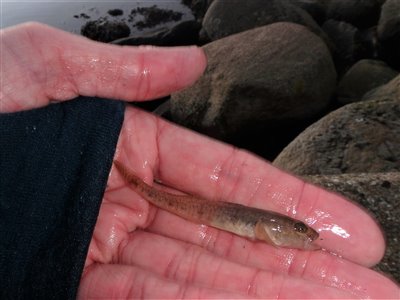 Sandkutling (Pomatoschistus minutus) Fanget ved medefiskeri. 
Denne sandkutling blev genudsat. Østjylland, (sted ikke oplyst) (Kyst) sandkutlingefiskeri, lille, bundfisk