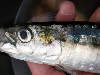 Sardin (Sardina pilchardus) Fanget ved spinnefiskeri. 
Denne sardin blev hjemtaget.
Dette er min første sardin. Østjylland, Randers fjord (Fjord) sardinfiskeri