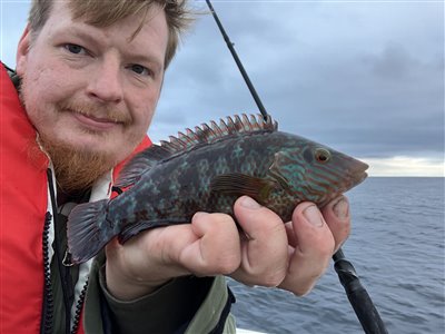 Savgylte (Symphodus melops) Fanget ved medefiskeri.  Nordjylland, (sted ikke oplyst) (Hav) savgyltefiskeri, lille, krog