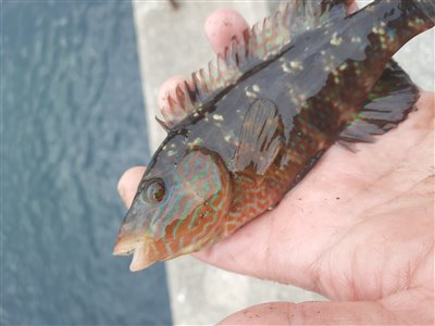Savgylte (Symphodus melops) Fanget ved medefiskeri. 
Denne savgylte blev genudsat. Østjylland, Fredericia Havn (Havn / mole) savgyltefiskeri, lille, krog