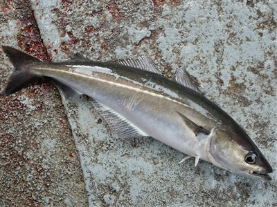 Sej / mørksej (Pollachius virens) Fanget ved medefiskeri.  Nordjylland, Det Gule Rev fra Thyborøn (Hav) sejfiskeri, djursland, fight, sildeforfang