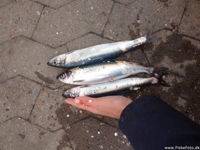 Sild (Clupea harengus) Fanget ved medefiskeri. 
Denne fisk blev hjemtaget. Vestjylland, Hvide Sande (Havn / mole) sildefiskeri, sildeforfang, høstsild, flue, røget sild, hvide sande