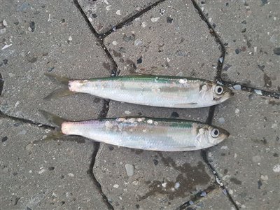 Sild (Clupea harengus) Fanget ved spinnefiskeri. 
Denne sild blev hjemtaget. Østjylland, Fredericia Havn (Havn / mole) sildefiskeri, sildeforfang, høstsild, flue, røget sild, hvide sande