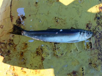 Sild (Clupea harengus) Fanget ved spinnefiskeri.  Østjylland, Fredericia Havn (Havn / mole) sildefiskeri, sildeforfang, høstsild, flue, røget sild, hvide sande