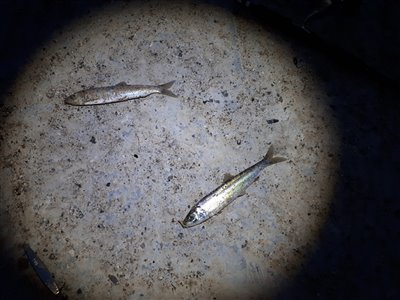 Sild (Clupea harengus) Fanget ved spinnefiskeri. Første sild i et par år. Ny PR.

Denne sild blev hjemtaget. Østjylland, (sted ikke oplyst) (Havn / mole) sildefiskeri, sildeforfang, høstsild, flue, røget sild, hvide sande