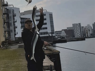 Sild (Clupea harengus) Fanget ved spinnefiskeri. Flotte, store sild
Denne fisk blev hjemtaget. Nordjylland, Aalborg (Fjord) sildefiskeri, sildeforfang, høstsild, flue, røget sild, hvide sande