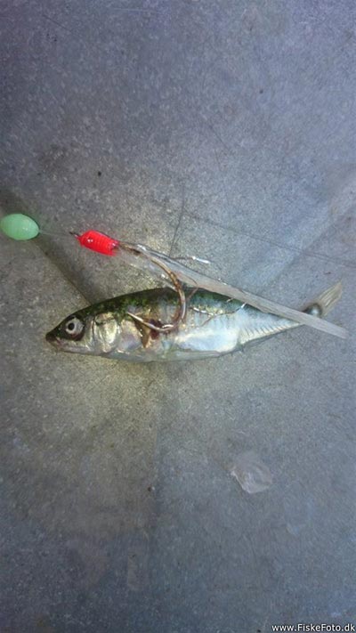 Trepigget hundestejle (Gasterosteus aculeatus) Fanget ved spinnefiskeri. En monster fisk fanget i forsøget på lidt sild. Vestjylland, (sted ikke oplyst) (Havn / mole) hundestejlefiskeri, pigge, regnorm