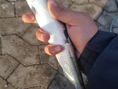 Sild (Clupea harengus) Fanget ved spinnefiskeri. lidt blandet størrelser Sild blev det til.

Denne sild blev hjemtaget. Østjylland, Fredericia Havn (Havn / mole) sildefiskeri, sildeforfang, høstsild, flue, røget sild, hvide sande