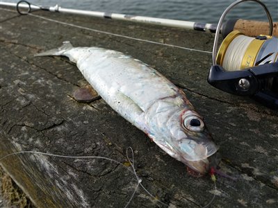 Sild (Clupea harengus) Fanget ved spinnefiskeri. 
Denne sild blev hjemtaget. Vestjylland, Hvide Sande (Havn / mole) sildefiskeri, sildeforfang, høstsild, flue, røget sild, hvide sande