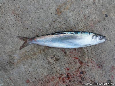Sild (Clupea harengus) Fanget ved spinnefiskeri.  Nordjylland, Hanstholm Havn (Havn / mole) sildefiskeri, sildeforfang, høstsild, flue, røget sild, hvide sande