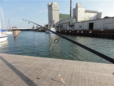 Sildefiskeri på Horsens Havn.