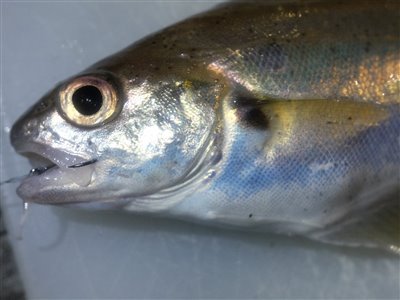 Skægtorsk (Trisopterus luscus) skægtorskfiskeri, torskefisk, 