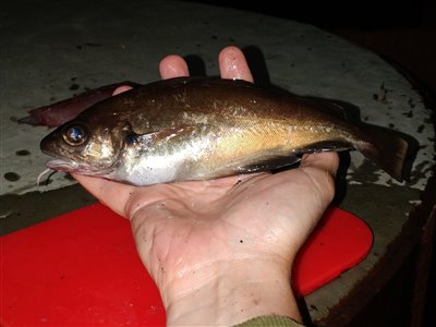 Skægtorsk (Trisopterus luscus) Fanget ved medefiskeri. 
Denne skægtorsk blev genudsat.
Dette er min første skægtorsk. Nordjylland, Skagen (Havn / mole) skægtorskfiskeri, torskefisk