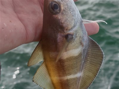 Skægtorsk (Trisopterus luscus) Fanget ved medefiskeri. 
Denne skægtorsk blev genudsat. Nordjylland, (sted ikke oplyst) (Havn / mole) skægtorskfiskeri, torskefisk